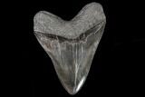 Serrated, Fossil Megalodon Tooth - Glossy Enamel #108840-2